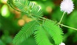 含羞草实验研究所麻豆日本,麻豆日本科研新突破